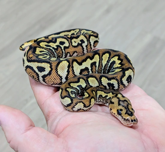Pompeii Ball Python by Bomb City Balls