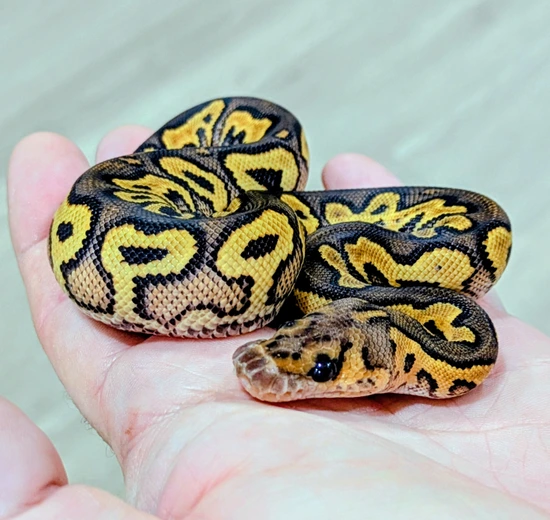 Black Pastel Yellow Belly Clown - Pompeii Project Ball Python by Bomb ...