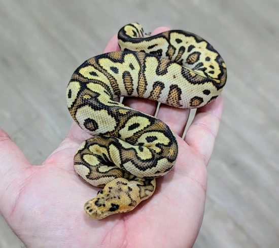 Pair Pompeii Project Ball Python by Bomb City Balls