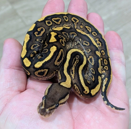 Black Pastel Red Stripe Yellow Belly Het Clown Ball Python by Bomb City ...