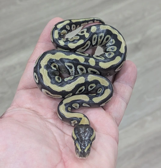 Black Head Mojave DH TSK Axanthic Clown Ball Python by Bomb City Balls