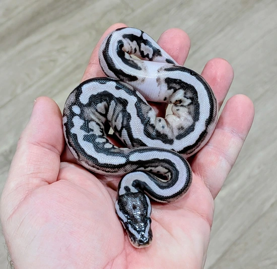 Ball Python Axanthic Pie VPI Axanthic Pied Ball Python by Bomb City Balls
