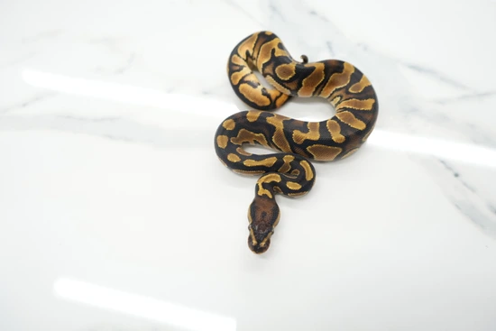 Orange Dream Het Piebald Het Sunset Ball Python by Jersey Guys Balls