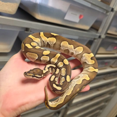 For HAMM/HOUTEN Desert Ghost Calico Harlequin Lesser♀️ Ball Python - female for sale from Boobz&Ballz