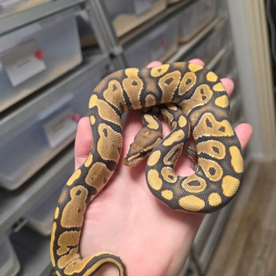 For HAMM/HOUTEN Hypo Fire(Poss Chocolate) Ball Python - male for sale from Boobz&Ballz