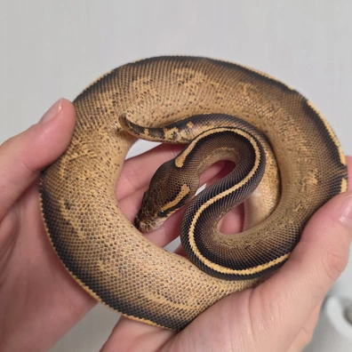 Freeway♀️ Ball Python - female for sale from Boobz&Ballz