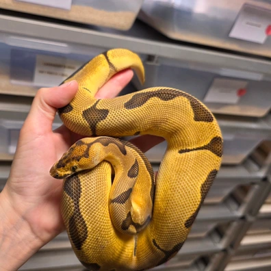 Enchi Blade Clown♀️ Ball Python - female for sale from Boobz&Ballz