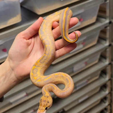 Leopard Ivory(Pos Enchi)♂️ Ball Python - male for sale from Boobz&Ballz