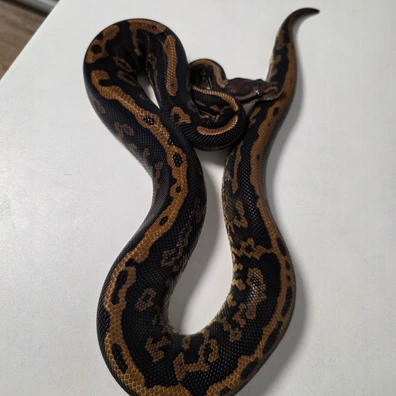 Black Pastel Confusion Yellowbelly 100%Piebald♂️ Ball Python - male for sale from Boobz&Ballz