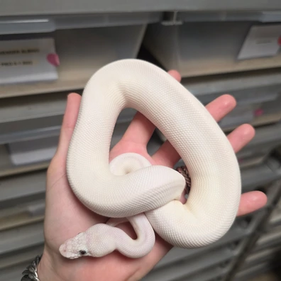 Clown Blue Eyed Lucy 66%Desert Ghost♂️ Ball Python - male for sale from Boobz&Ballz