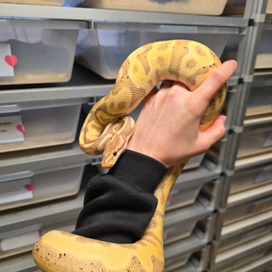 Banana Leopard(YB) 100%Clown♀️ Ball Python - female for sale from Boobz&Ballz