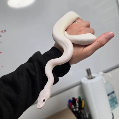 Blue Eyed Lucy Clown 66%Desert Ghost ♂️ Ball Python - male for sale from Boobz&Ballz