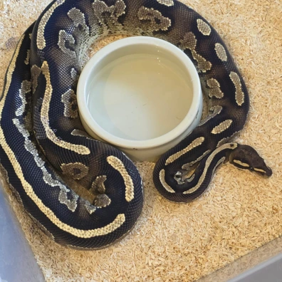 Black Head Phantom Yellowbelly Red&Ringer Gene Ball Python - female for sale from Boobz&Ballz
