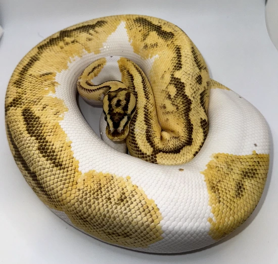 Pastel Enchi Yellowbelly Pied 100% Het Clown Ball Python by Jurassic ...