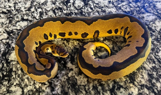 Leopard Yellowbelly Clown Ball Python by Jurassic Dragons