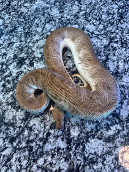 Hidden Gene Woma Granite Clown Ball Python by Jurassic Dragons