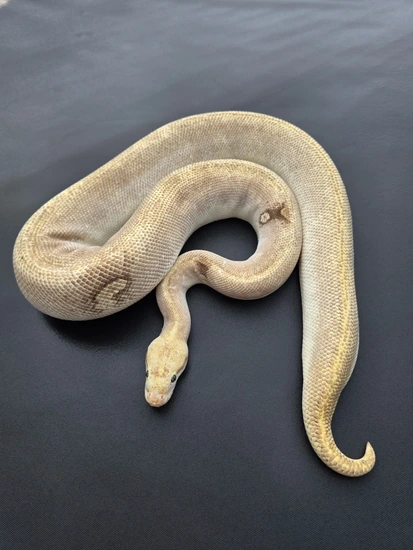 Pastel Mystic Potion Paradoxical Ball Python by Jurassic Dragons