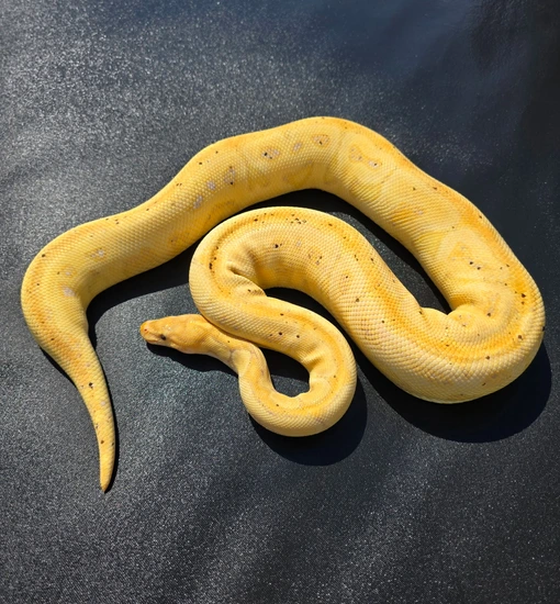 Banana Hurricane Clown Ball Python by Jurassic Dragons