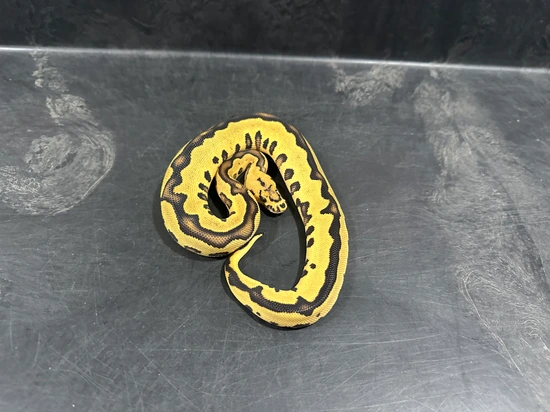Leopard Xtreme Gene Fire Clown Ball Python by Brad Boa Reptiles