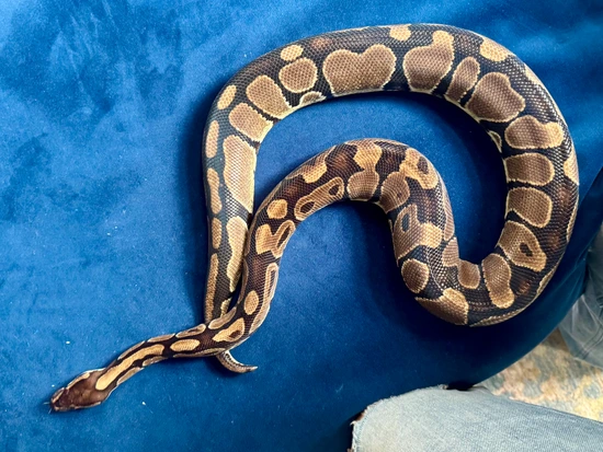 Ball Python (Normal) by Adopt my Snake