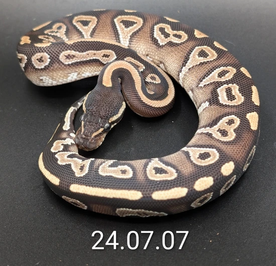 Black Head Mojave Ball Python by Python Prodigy
