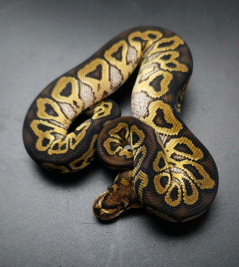 Bald Python Mutatons Hurricane Clown Ball Python by Brainchild Mutations