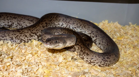 Dunn's Python's Dunn's Python - Liasis Mackloti Dunni More Python by Brakes For Snakes