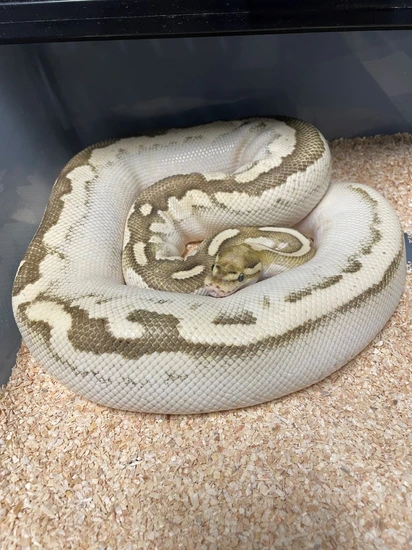 Calico Fire Lesser Pastel Ball Python by BrandonJames Ball Pythons