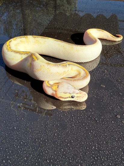 Super Pastel Highway Ball Python by BrandonJames Ball Pythons