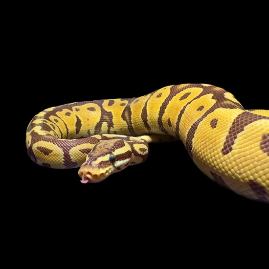 Pastel Monarch Ball Python Pastel Monarch Ball Python by Oodles A' Noodles