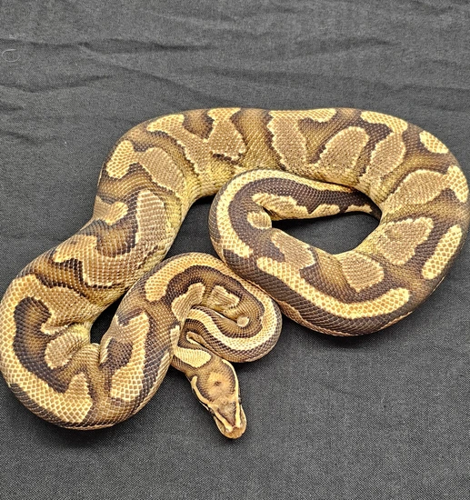 Fierce Yellow Python Fire Yellowbelly Ball Python by Jekyll & Hyde Exotics