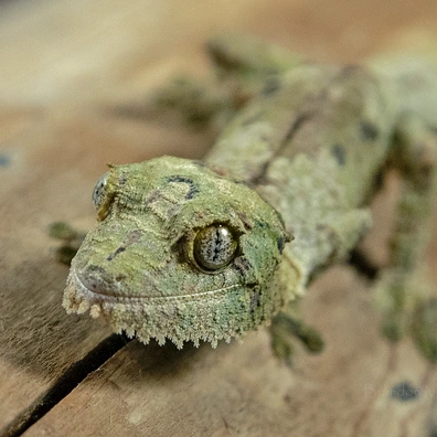 Leaf-Tailed Geckos For Sale - MorphMarket US & Canada