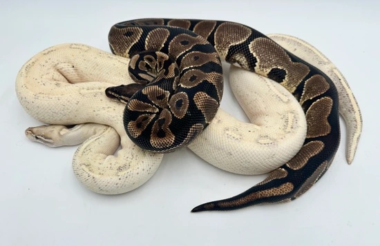 RTB Pair YB Het VPI Axa And Highway Het VPI Axa Ball Python by Royal ...