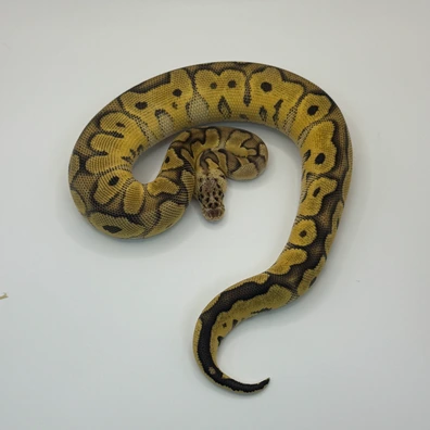 Pastel Od Clown Het Dg