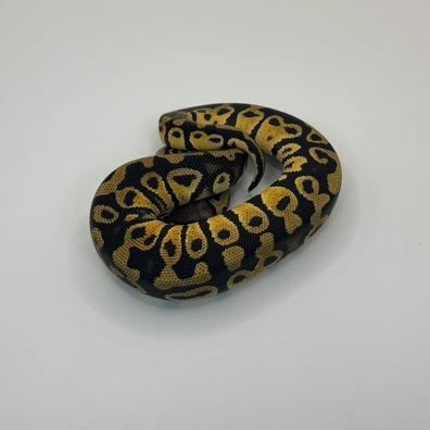 Pastel Od Dg Het Clown