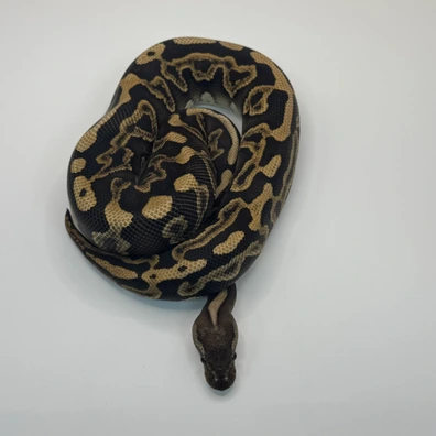 Ghi Spotnose Cinnamon Het Clown