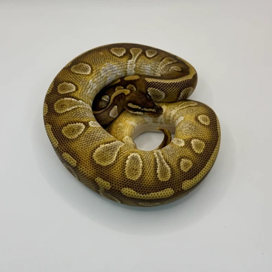 Mojave Orbit Het Ultramel