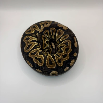 Black Pastel DH Clown Desert Ghost 50% Het Hypo