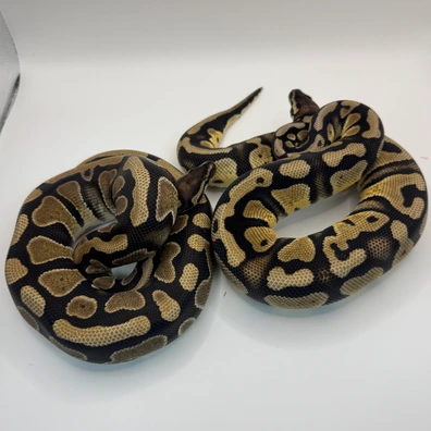 (Pair) 1.0 Pastel Enchi TH Dg Clown Pied / 0.1 TH Dg Clown Pied