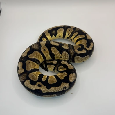 Pastel Enchi TH Dg Clown Pied