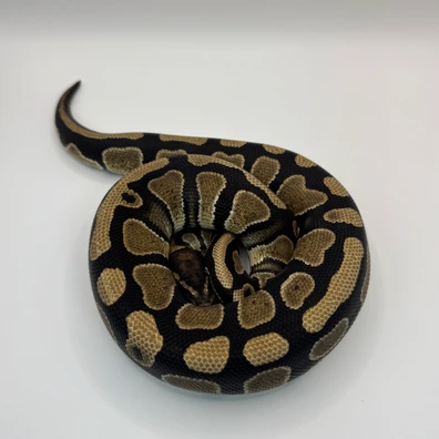 Normal TH Dg Clown Pied