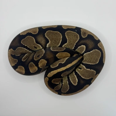 (Pair) 1.0 Special DH Dg Hypo / 0.1 Chocolate DH Dg Hypo 50% Het Pied