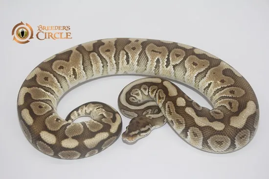 Crimson Hidden Gene Woma Granite Mocha Ball Python by Breeder's Circle