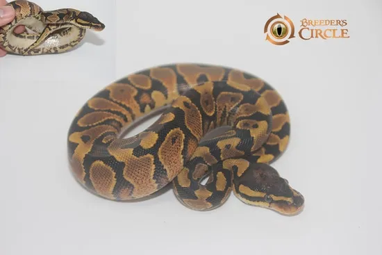 Crimson Yellowbelly Ball Python by Breeder's Circle