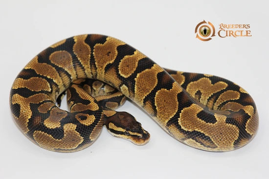 Crimson Yellowbelly Ball Python by Breeder's Circle