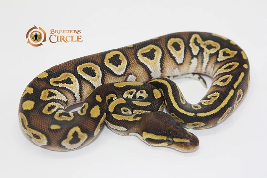 Marvel Mojave Ball Python by Breeder's Circle