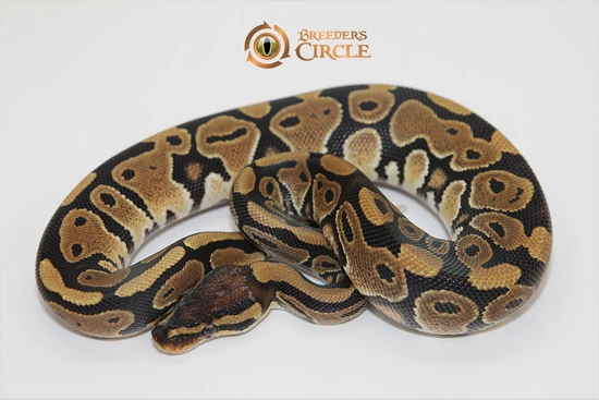 50% Het Paint Ball Python by Breeder's Circle