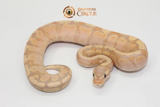 Banana Red Stripe Poss Honey Ball Python by Breeder's Circle