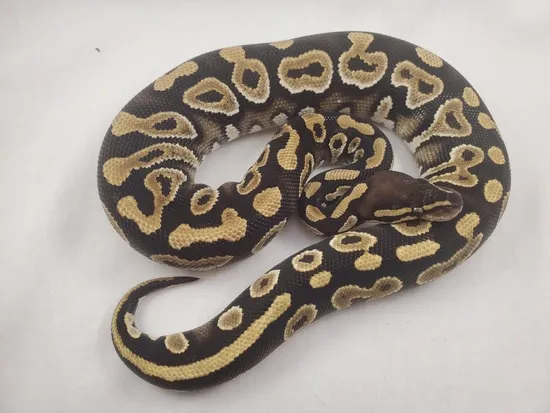 Phantom Yellow Belly Ball Python by B&B Reptiles