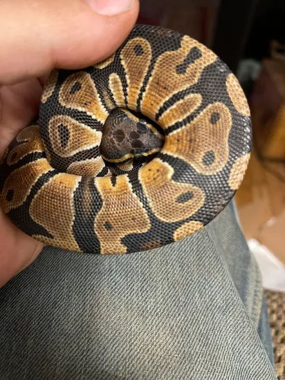 Scaleless Head Ball Python by Jefferson state BallPython